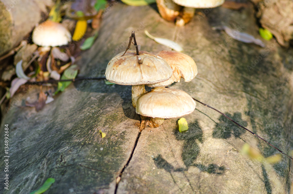 mushrooms on a tree close up mushrooms on a tree close up