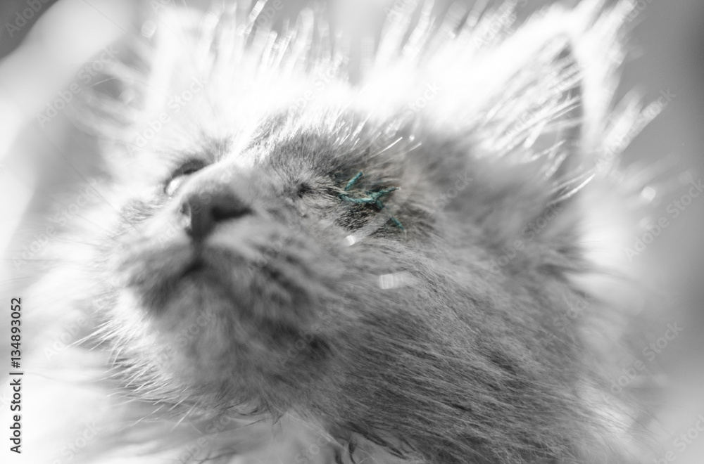 Blind kitten Blind kitten