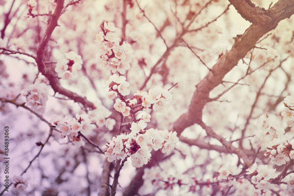 beautiful flowering apple trees. background with blooming flowers in spring day. selective focus and bokeh. toning vintage style beautiful flowering apple trees. background with blooming flowers in spring day. selective focus and bokeh. toning vintage style