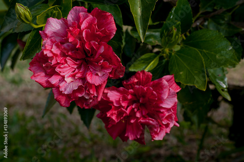 Shrub rose with red flowers