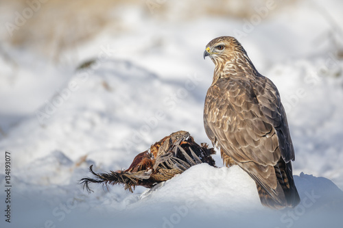 Tan coloured common buzzard in snow