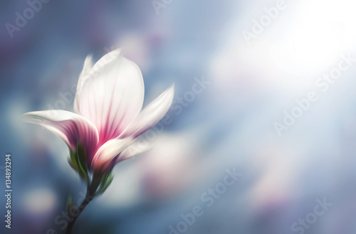 Soft focus image of blossoming magnolia flowers in spring time.