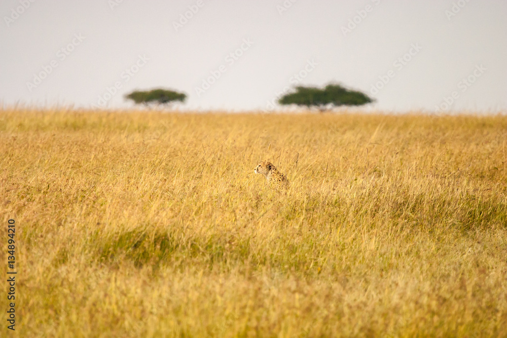 Cheetah Cheetah