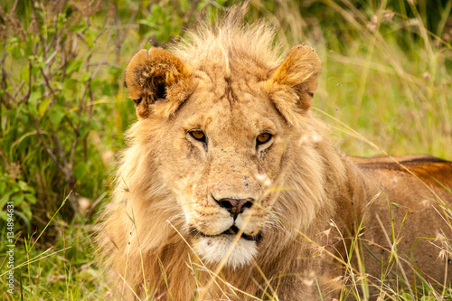 Male lion in Masai Mara Kenya Africa