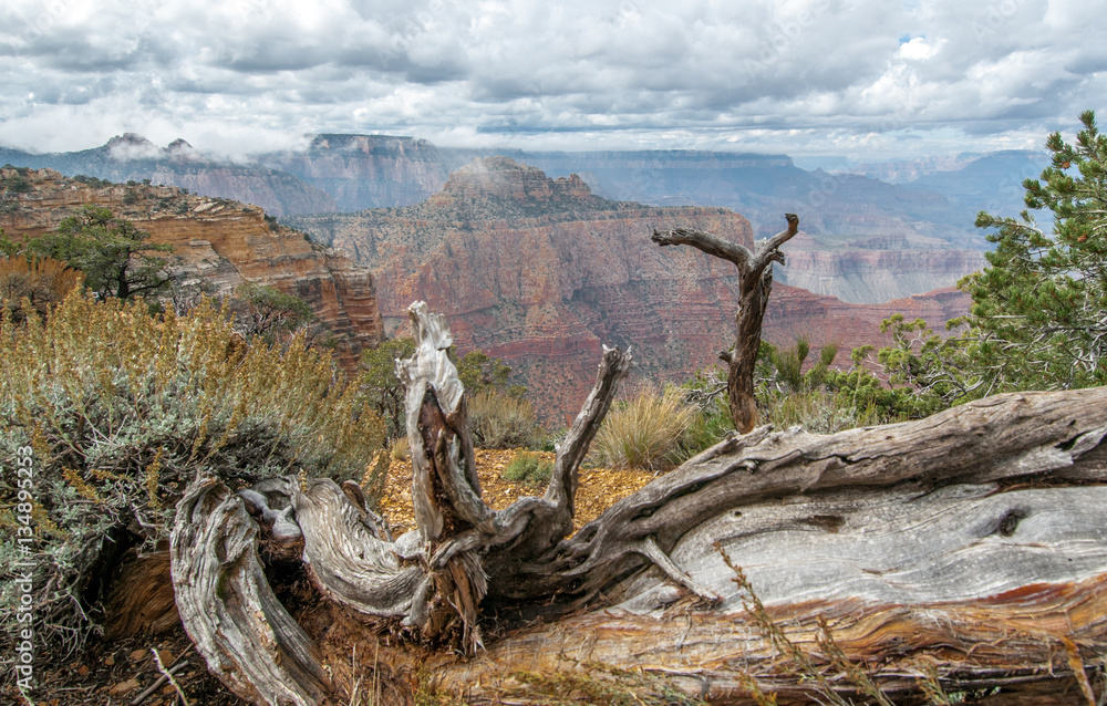 Grand Canyon Vista