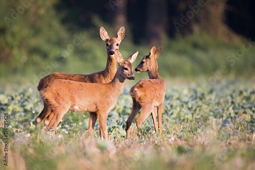 Capreolus capreolus, Roe Deers walking on the agricultural field. Wildlife animals. Europe, Slovakia.
