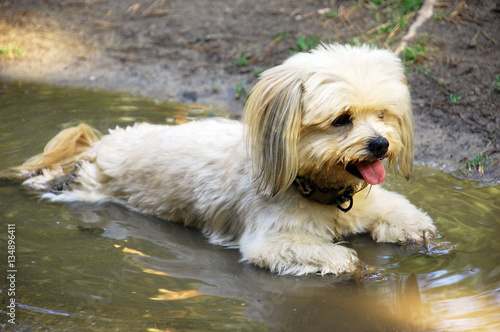 Hund kühlt sich bei  Hitze im Wasser ab