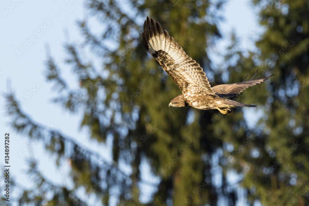Fototapeta premium Mäusebussard 2 / Mäusebussard in Dannenberg (Lüchow-Dannenberg, Wendland, Niedersachsen). Aufgenommen am 29. Dezember 2016.