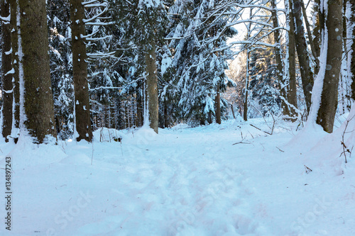 Winter Impressions in Winterwonderland (Nationalpark Eifel / Germany)