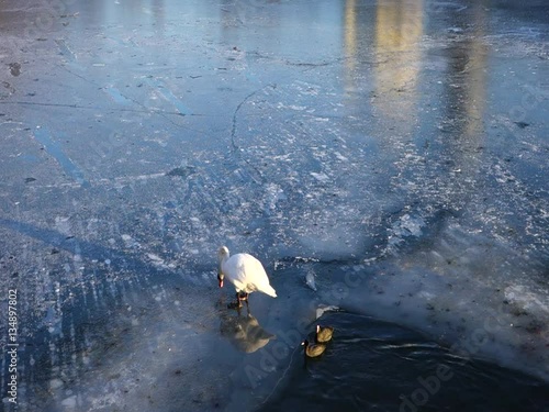 Wasservögel auf Eisfläche