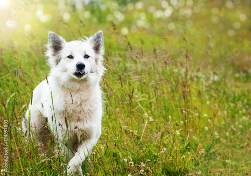 White fluffy dog runs