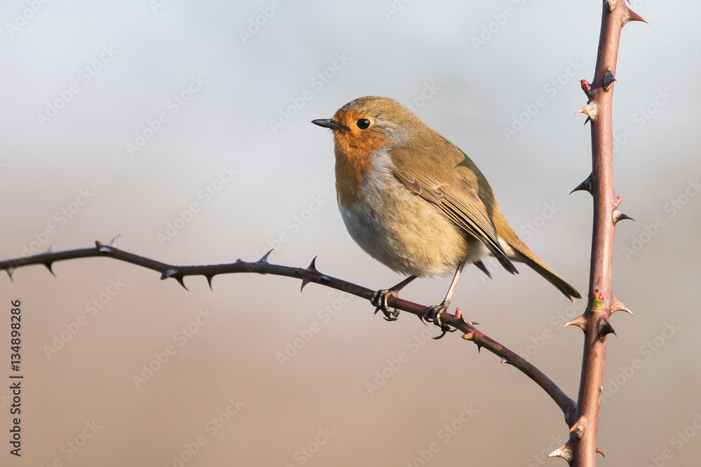 European Robin, Robin, Birds European Robin, Robin, Birds