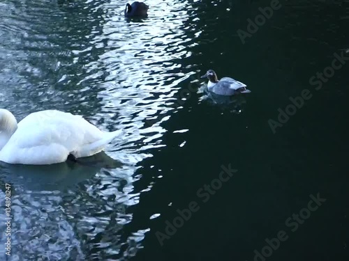 Schwäne und Enten
