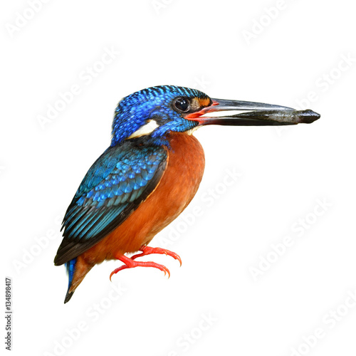 Male of Blue-eared Kingfisher (alcedo meninting) carrying a fish