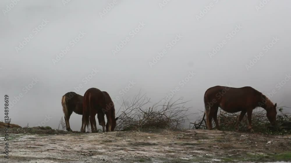 Brown horses on the high mountain fog background. Brown horses on the high mountain fog background.
