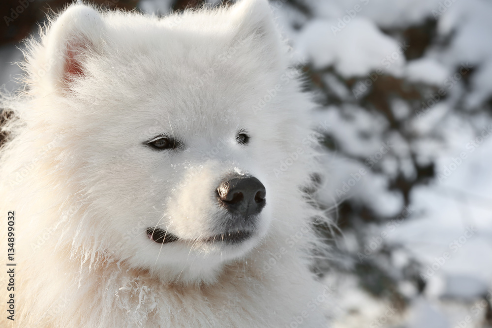 Cute samoyed dog in park on winter day, closeup