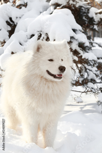 Cute samoyed dog in park on winter day