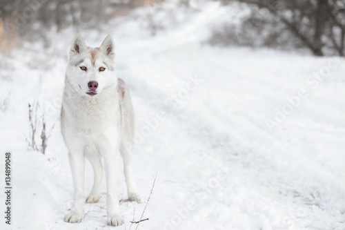 Happy Siberian husky on walk in winter park