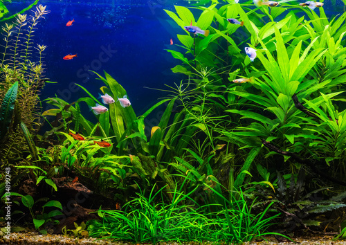 Photography fish in freshwater aquarium with green beautiful planted tropica