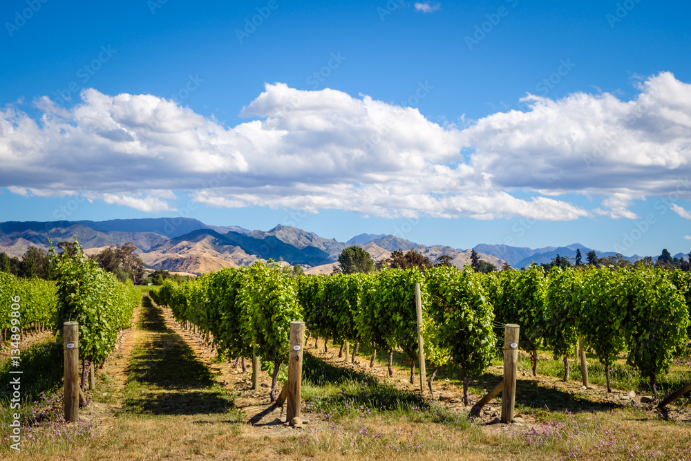 Naklejka premium Landscape view of vineyard in Marlborough wine country, NZ