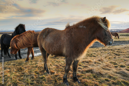 фотографія Icelandic ponies