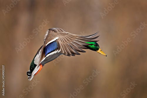 mallard, wild duck, anas platyrhynchos, Czech republic