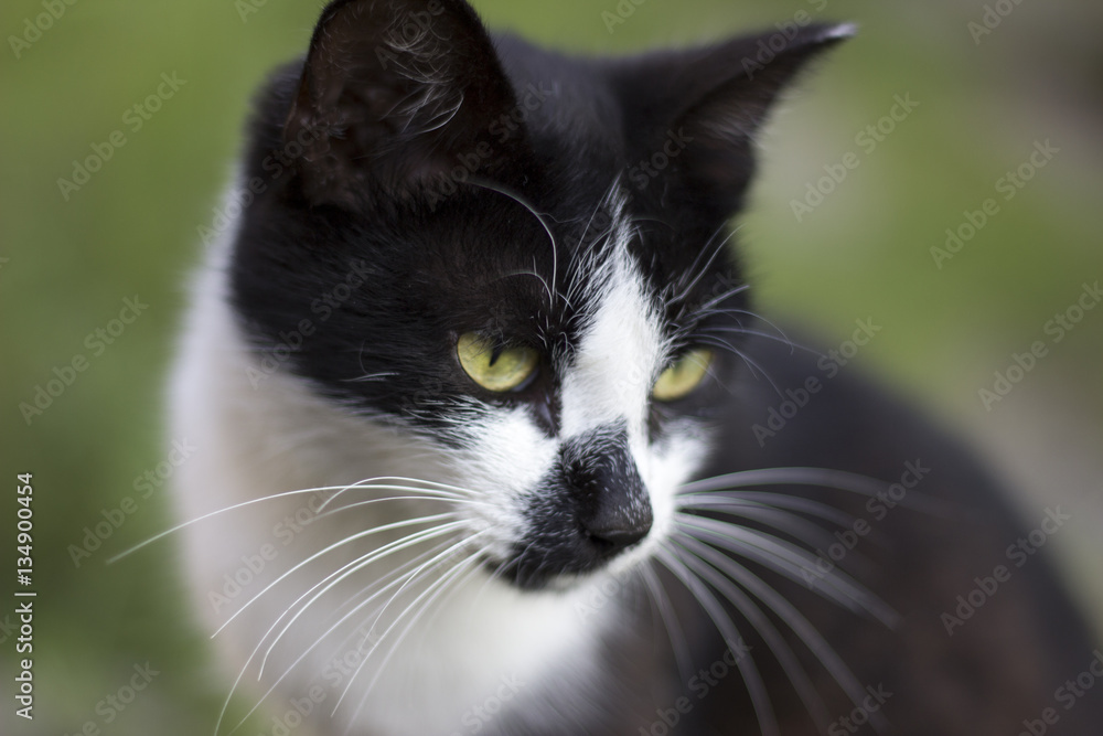 Black white cat face on green background. Clever smart black whi