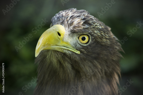 American brown eagle face. Eagle staring on victim. Symbol of Am