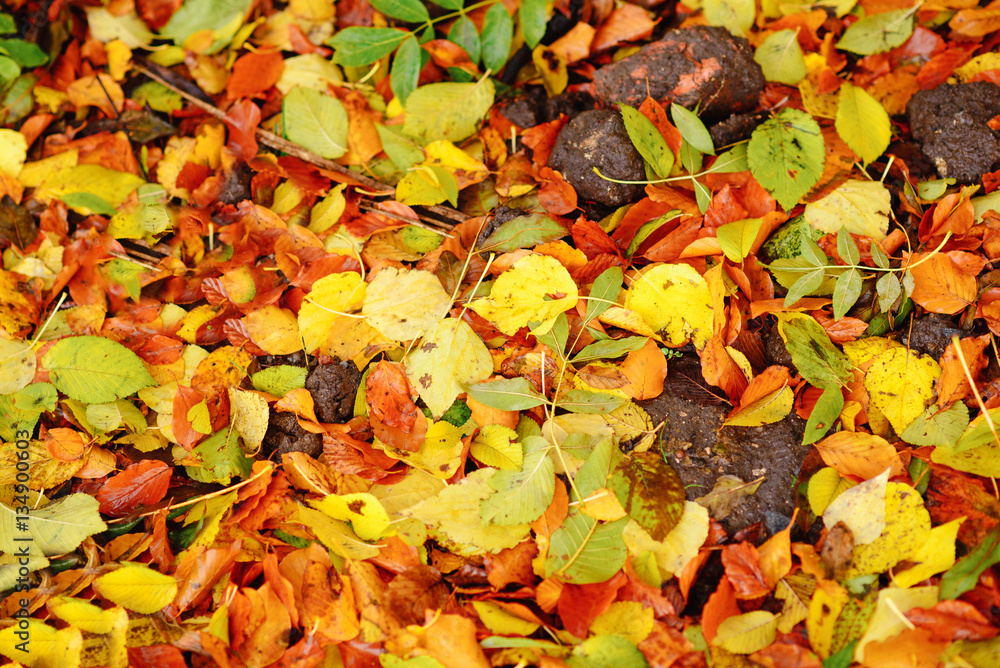 Colorful and bright background made of fallen autumn leaves Colorful and bright background made of fallen autumn leaves