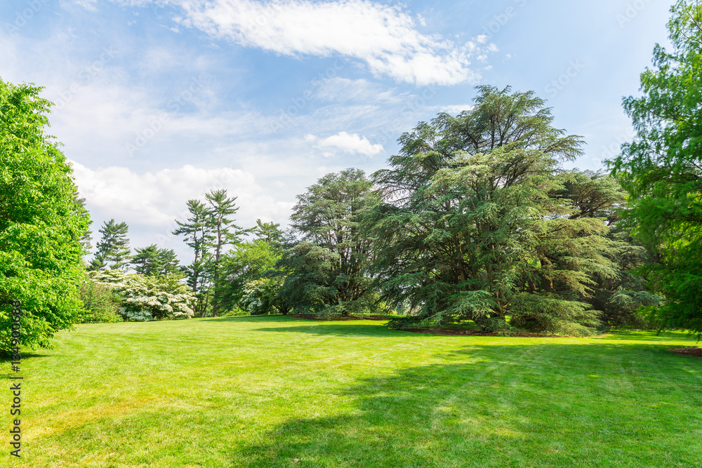 Green trees on grass meadow.