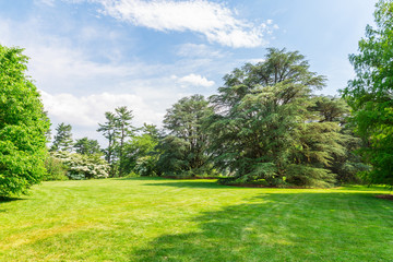 Green trees on grass meadow.