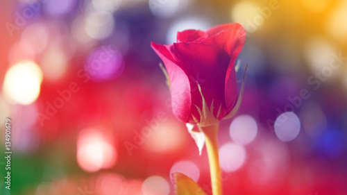Red rose on colourful overl...
