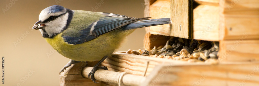 Fototapeta premium Blaumeise mit Korn im Schnabel