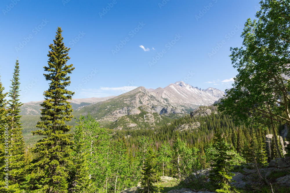 Obraz premium Long pine tree peaks against rocky mountain