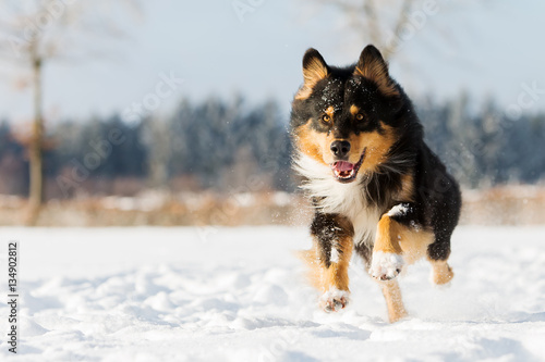 Photography dog runs in the snow