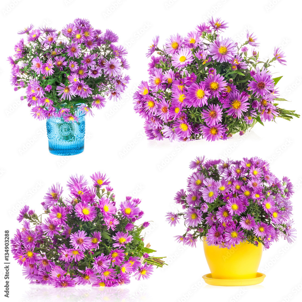 Collections of Purple autumn flowers Collections of Purple autumn flowers