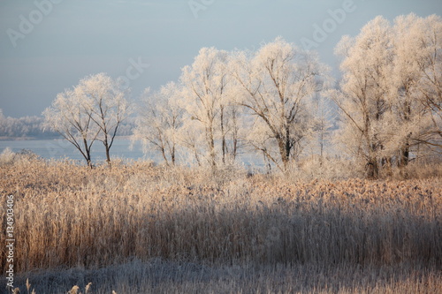 Winter landscape - frosty trees in snowy forest in the sunny morning.