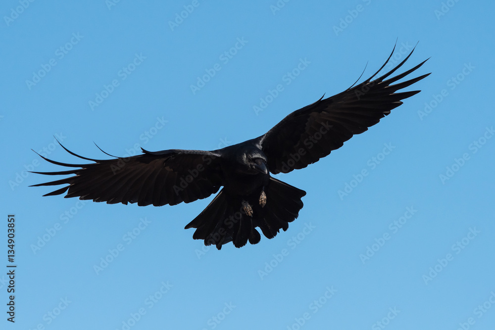 Obraz premium Carrion Crow, Crow, Corvus Corone