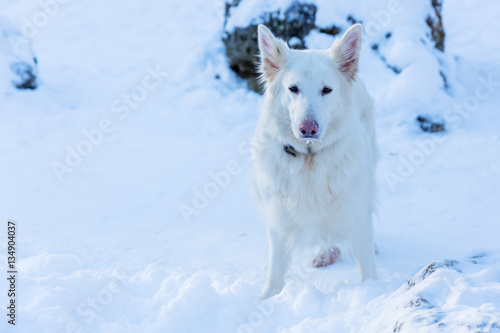 portrait of a white dog in the snow