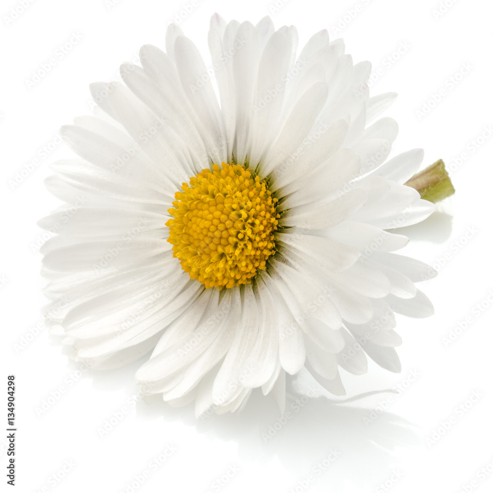 Beautiful single daisy flower isolated on white background cutou Stock