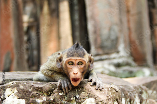 Affe in der Tempelanlage von Angkor Wat, Kambodscha photo