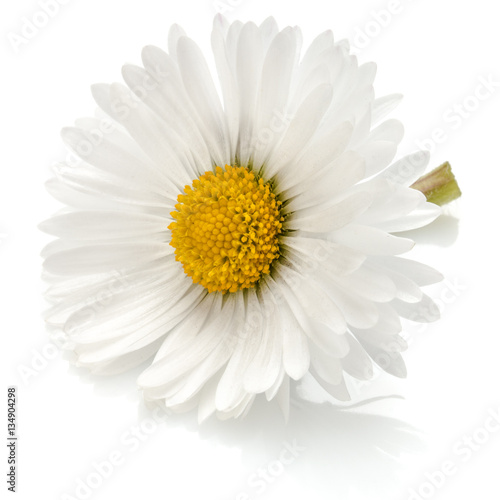 Fototapeta Naklejka Na Ścianę i Meble -  Beautiful single daisy flower isolated on white background cutou