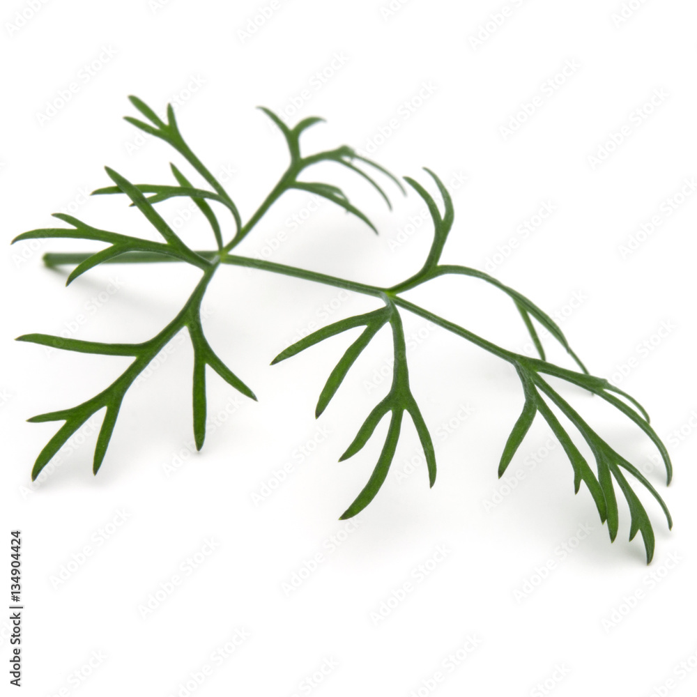 Close up shot of branch of fresh green dill herb leaves isolated Close up shot of branch of fresh green dill herb leaves isolated