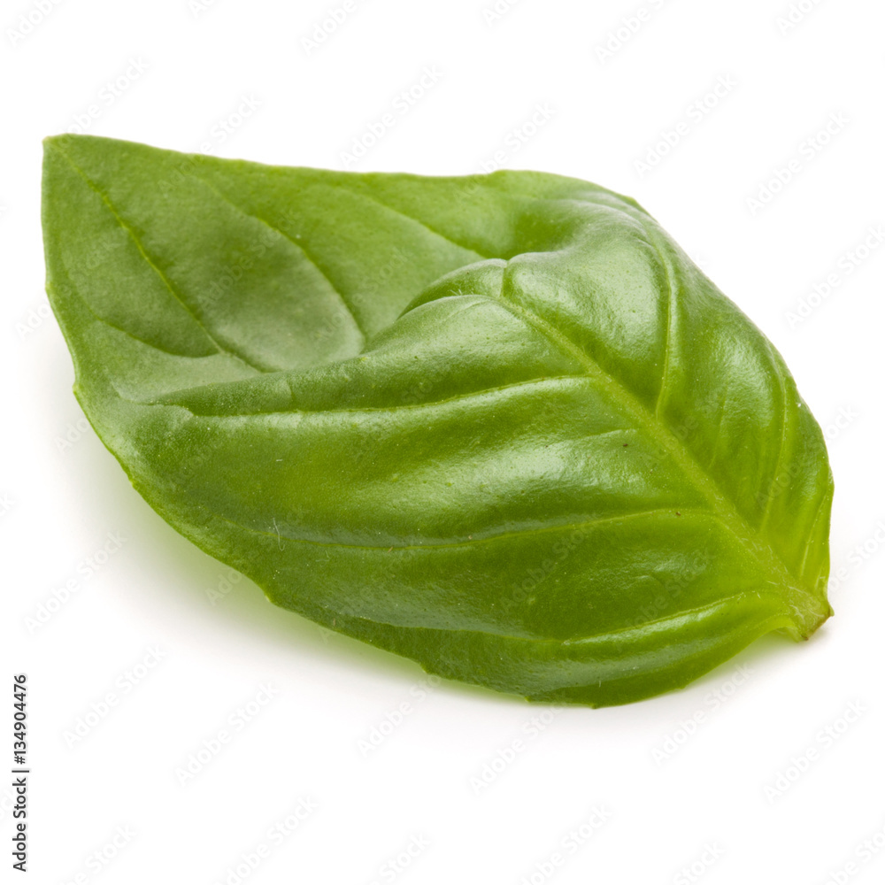 Sweet basil herb leaves isolated on white background closeup Sweet basil herb leaves isolated on white background closeup