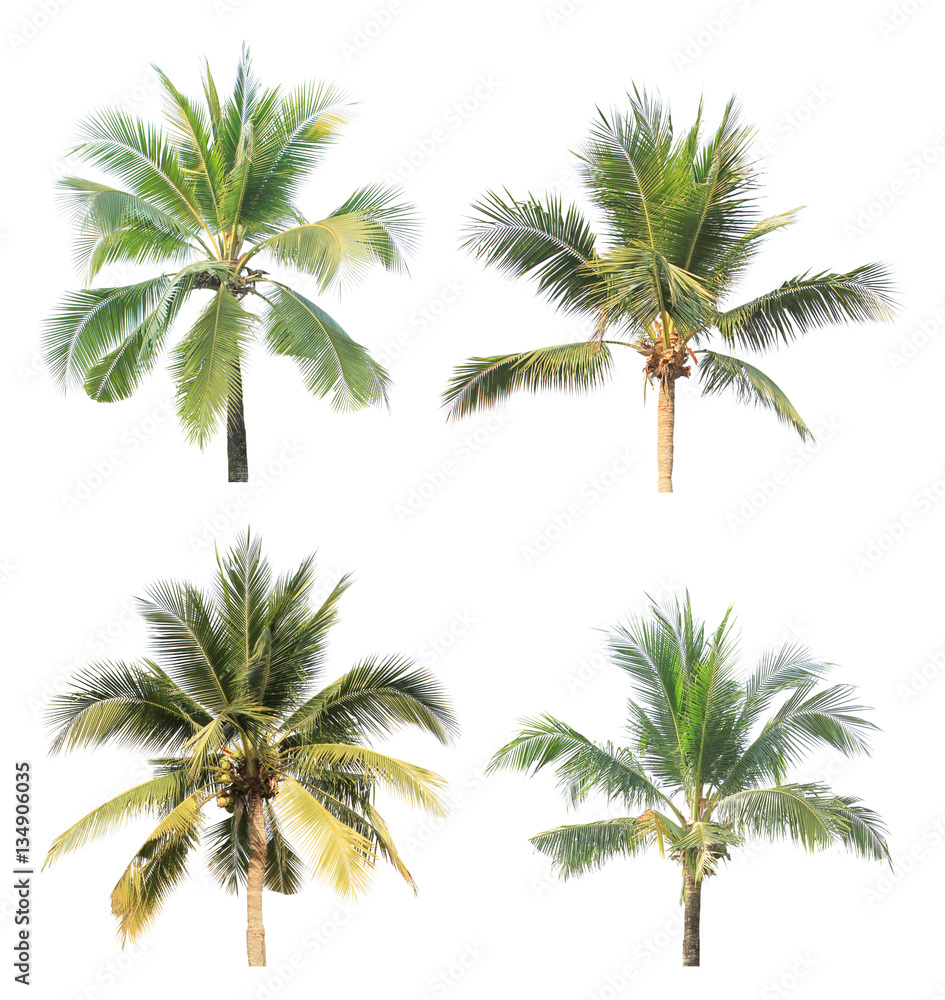 Coconut tree top isolated on white background
