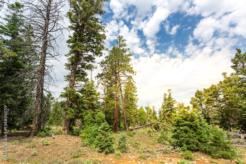 Pine tree forest with dry soil at Bryce Canyon Pine tree forest with dry soil at Bryce Canyon