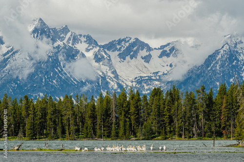 Wallpaper Mural White Pelicans Torontodigital.ca