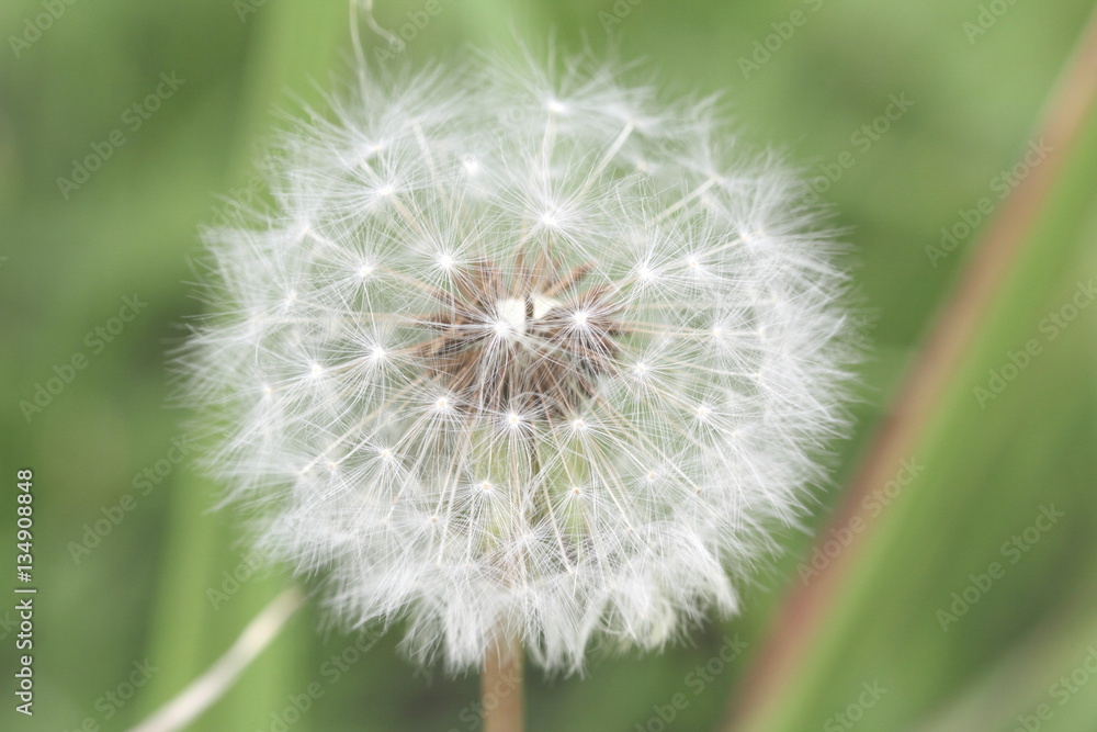 Fototapeta premium タンポポの綿毛