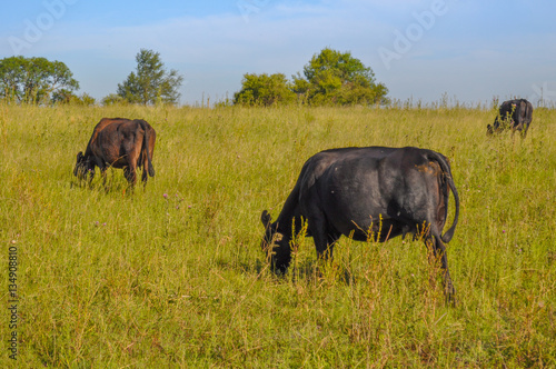 Black Angus Calf in Pasture