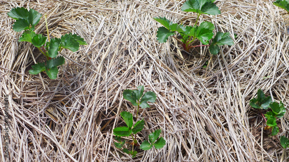 young plants covered ground with straw